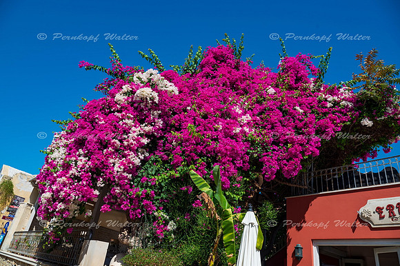 Bougainvillea auf Kreta